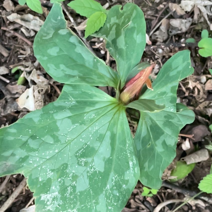 Photo of the plant species Prairie Trillium by @SacredCoccoon99 named Baesil on Greg, the plant care app