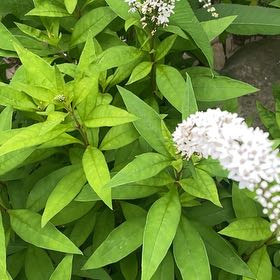 Photo of the plant species Gooseneck Loosestrife by @SacredCoccoon99 named Mochi on Greg, the plant care app
