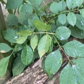 Photo of the plant species American Ash by @SacredCoccoon99 named Aristotle on Greg, the plant care app
