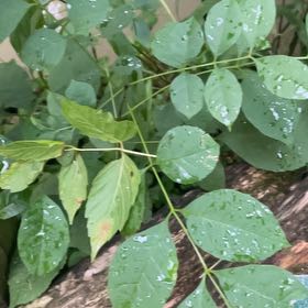 Photo of the plant species American Ash by @SacredCoccoon99 named Marley on Greg, the plant care app