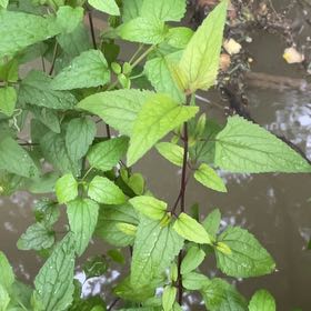 Photo of the plant species Blue Mistflower by @SacredCoccoon99 named Wall-E on Greg, the plant care app