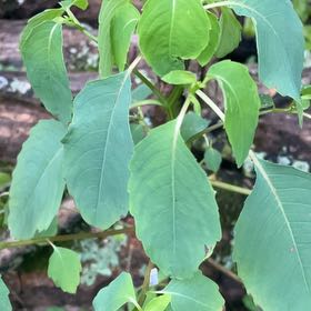 Photo of the plant species Orange Balsam by @SacredCoccoon99 named Anne on Greg, the plant care app