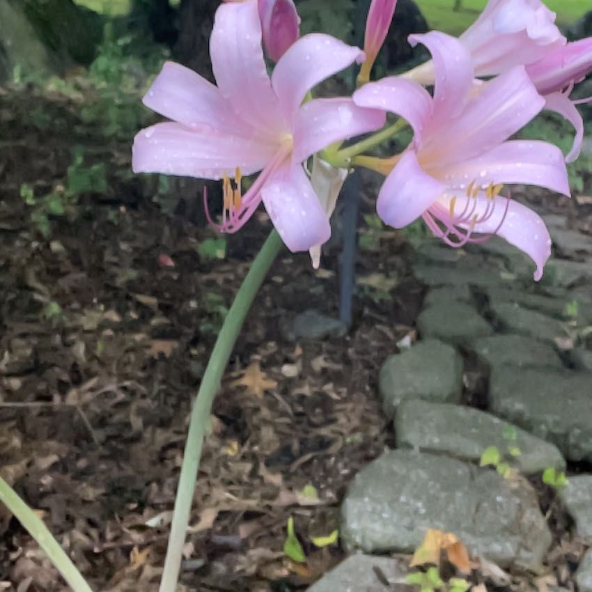 Photo of the plant species Resurrection Lily by @SacredCoccoon99 named Coco on Greg, the plant care app