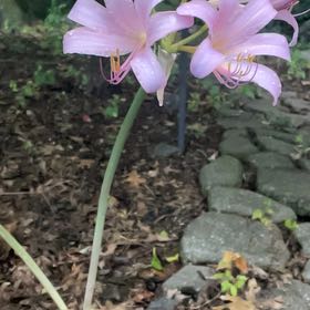 Photo of the plant species Resurrection Lily by @SacredCoccoon99 named Scarlett on Greg, the plant care app
