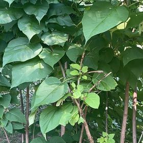 Photo of the plant species Catalpa by @SacredCoccoon99 named Sir Plancelot on Greg, the plant care app