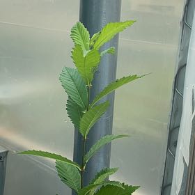 Photo of the plant species Spanish Chestnut by @SacredCoccoon99 named Oscar on Greg, the plant care app