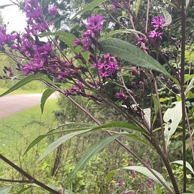 Photo of the plant species New York Ironweed by @SacredCoccoon99 named Tree Diddy on Greg, the plant care app
