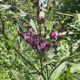 Photo of the plant species New York Ironweed by @SacredCoccoon99 named Shakira on Greg, the plant care app