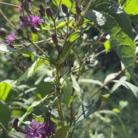 Photo of the plant species New York Ironweed by @SacredCoccoon99 named Elle on Greg, the plant care app