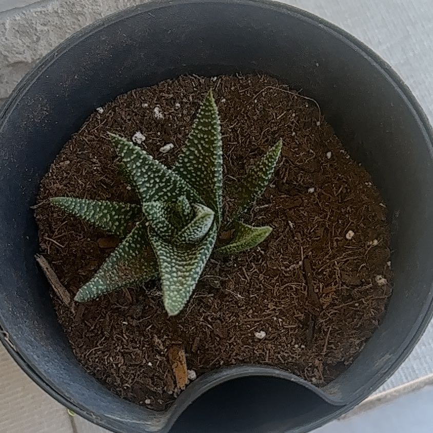 Photo of the plant species Pillansii by @WorldlyCobnut74 named Sproutacus on Greg, the plant care app