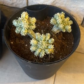 Photo of the plant species Variegated Corncob Cactus by @WorldlyCobnut74 named Gomez on Greg, the plant care app