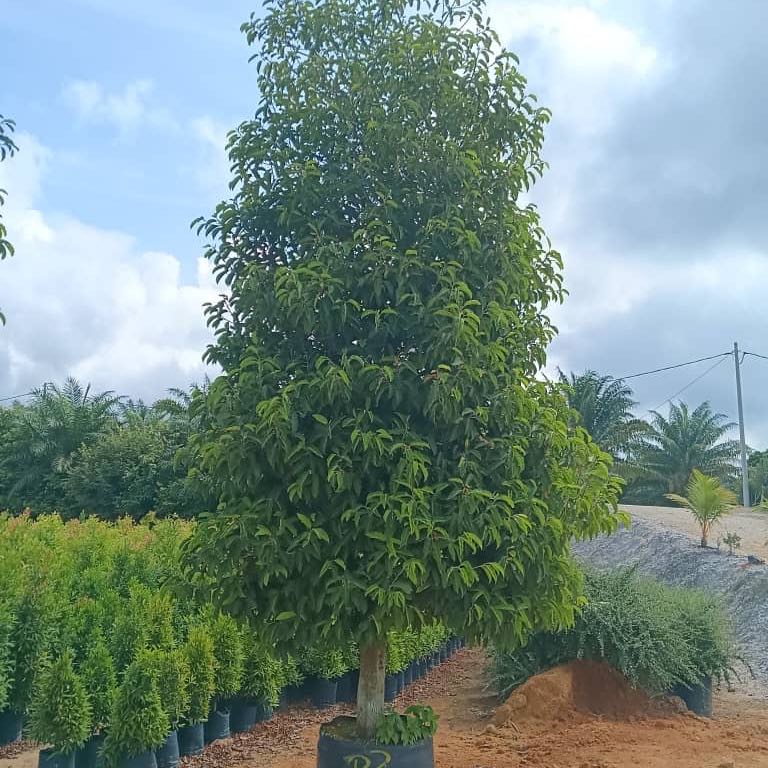 Photo of the plant species Mimusops by @RichPinyonpine named Miley on Greg, the plant care app