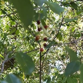Photo of the plant species Surinam Cherry by @EarthlyPetunia named Sage on Greg, the plant care app