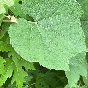 Photo of the plant species Grape by @GenialMarestail named Doja Cat on Greg, the plant care app