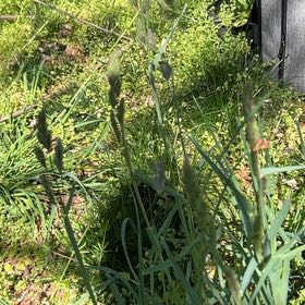Photo of the plant species Salsify by @BigwigRedshanks named Wall-E on Greg, the plant care app