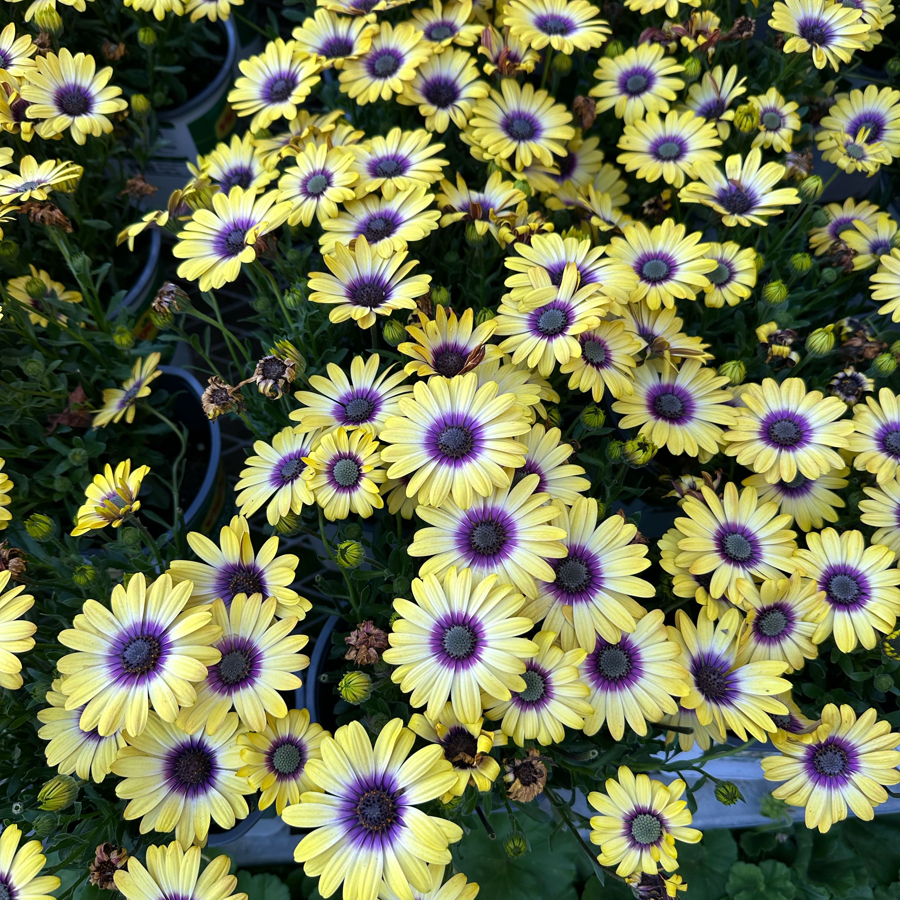 Photo of the plant species Capeweed by @SolidBunyapine named Aristotle on Greg, the plant care app