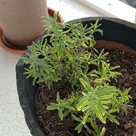 Photo of the plant species Spanish Lavender 'Lavinnova' by @ZanyHeather92 named Madonna on Greg, the plant care app