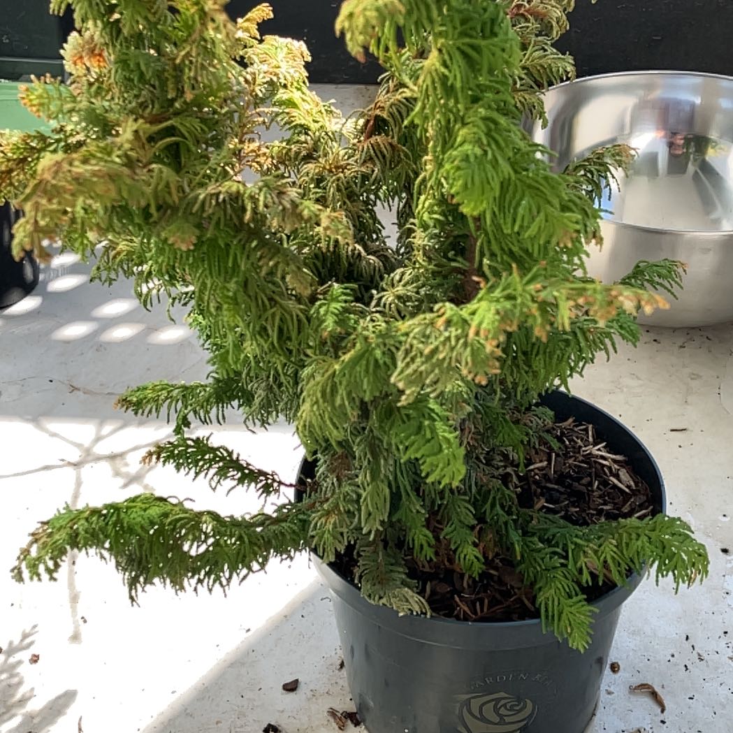Photo of the plant species Fernspray Gold False Cypress by @SportQuince65 named Maya on Greg, the plant care app