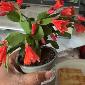 Photo of the plant species Rhipsalidopsis gaertneri 'Red' by @LordKonjac90 named McKinley on Greg, the plant care app