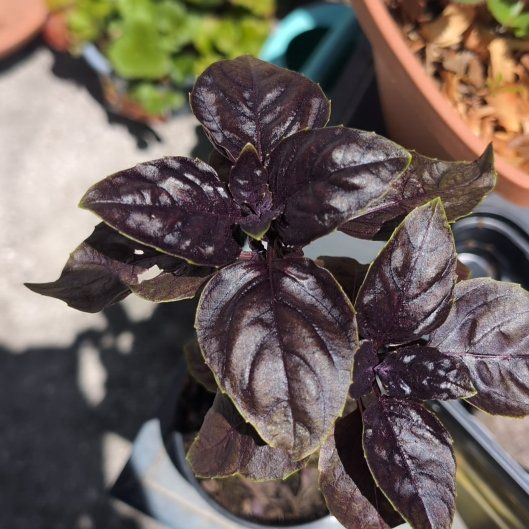 Photo of the plant species Crimson King Basil by @WillSpangletop named The Dark Knight on Greg, the plant care app