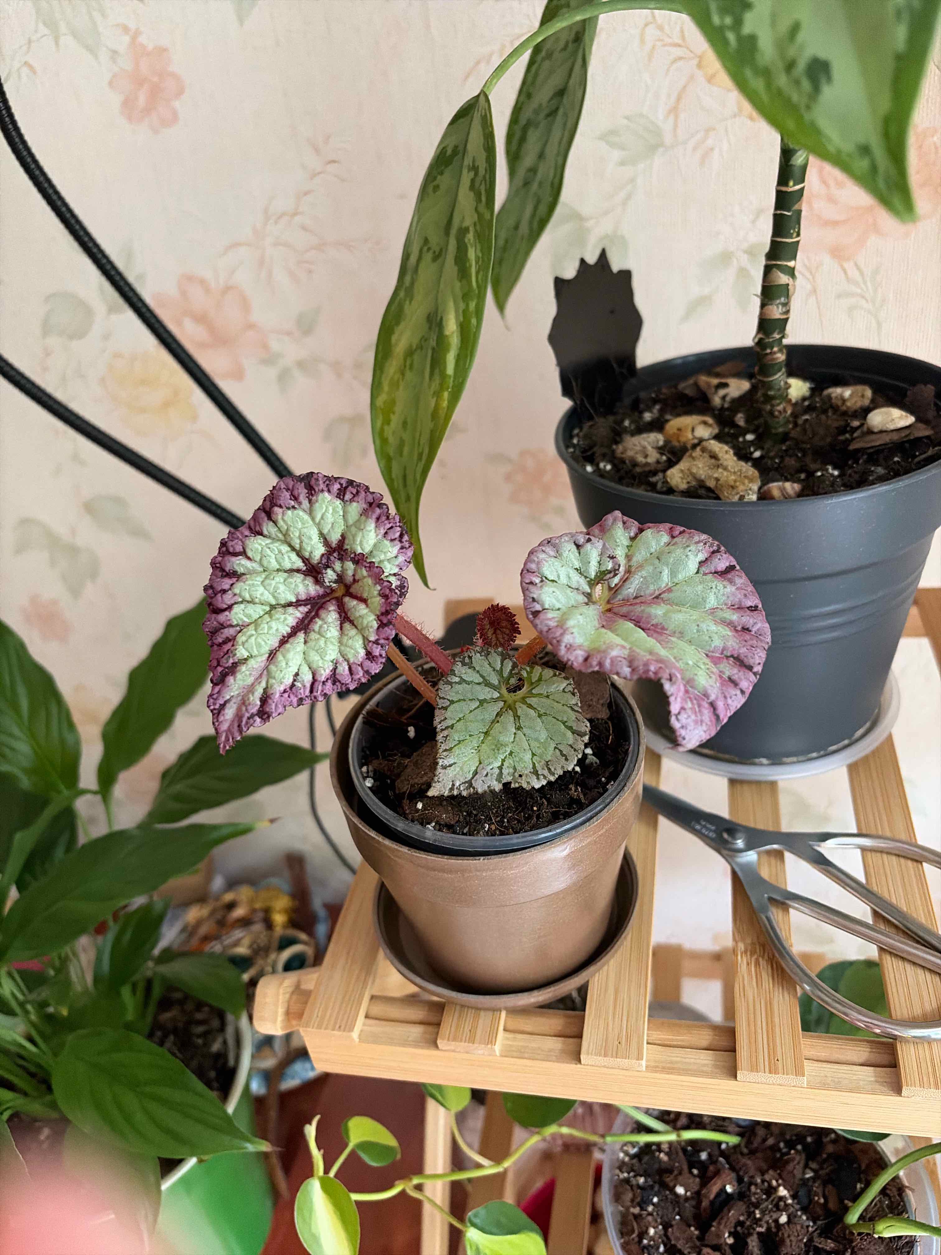 Photo of the plant species Rex Begonia 'Escargot' by @marrificent named Eclipse on Greg, the plant care app