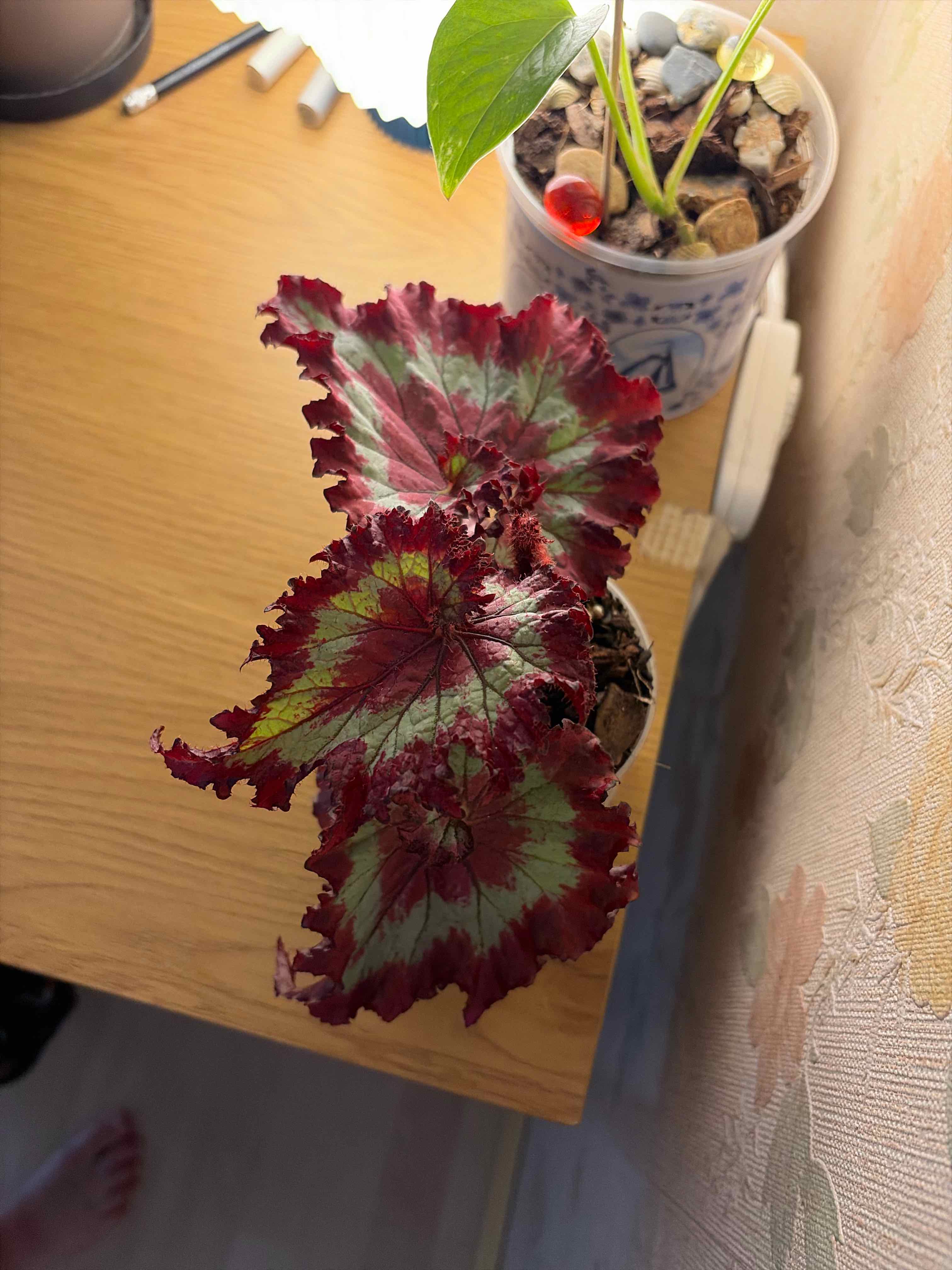 Photo of the plant species Begonia 'Raspberry Torte' by @marrificent named Rasp on Greg, the plant care app