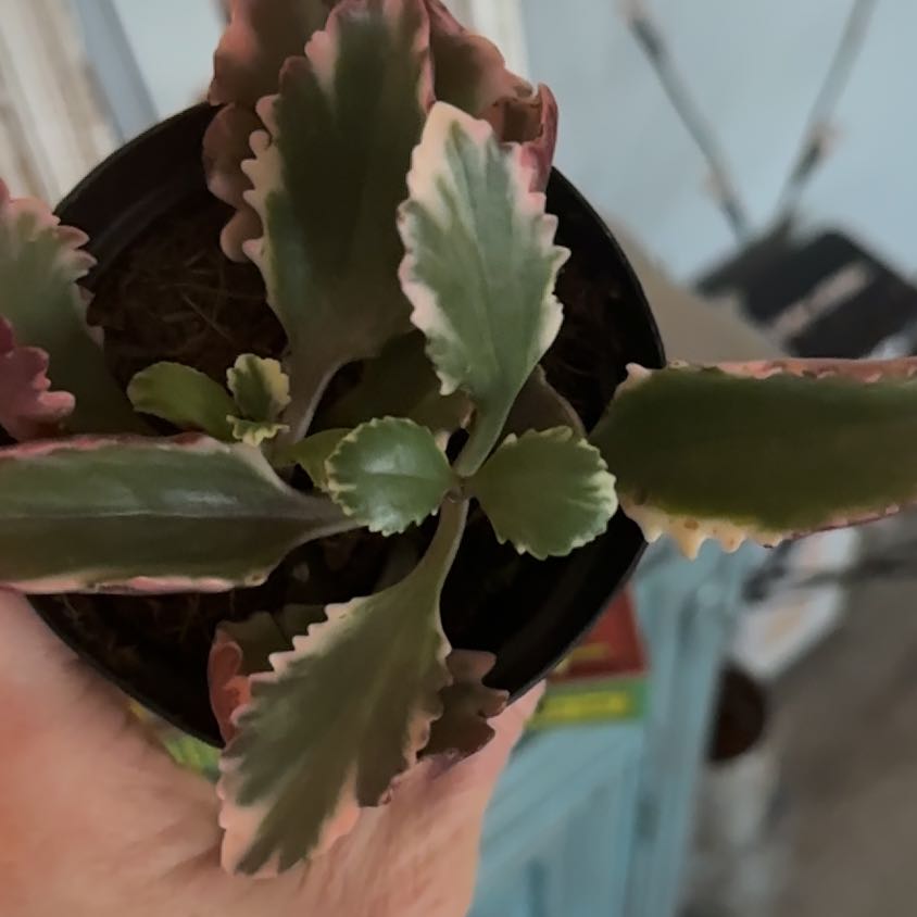 Photo of the plant species Kalanchoe 'Fire Rainbow' by @ConvivialTipa54 named Oscar on Greg, the plant care app