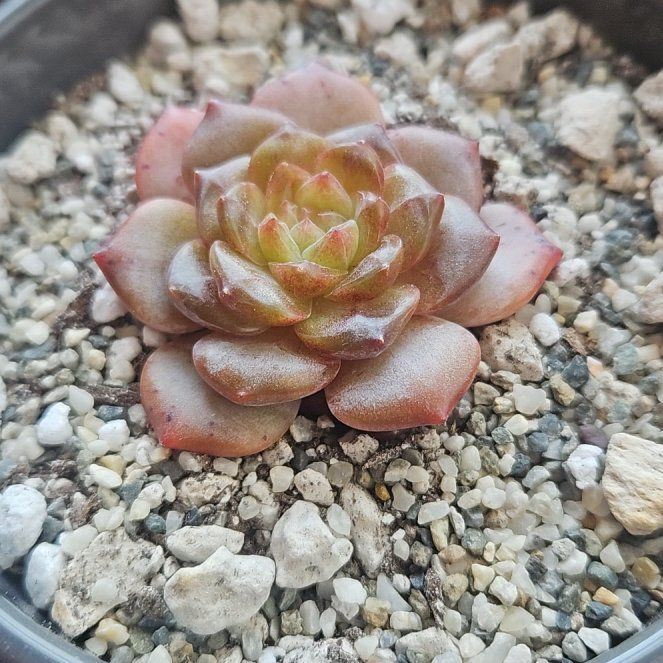 Photo of the plant species Echeveria Amber by @OrganicCosmo named Amberrr on Greg, the plant care app