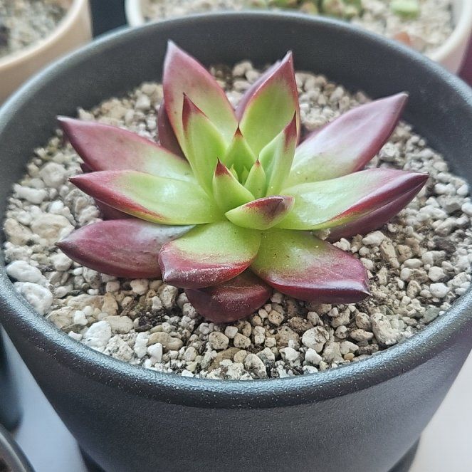 Photo of the plant species Red Ebony by @OrganicCosmo named Red Knight on Greg, the plant care app