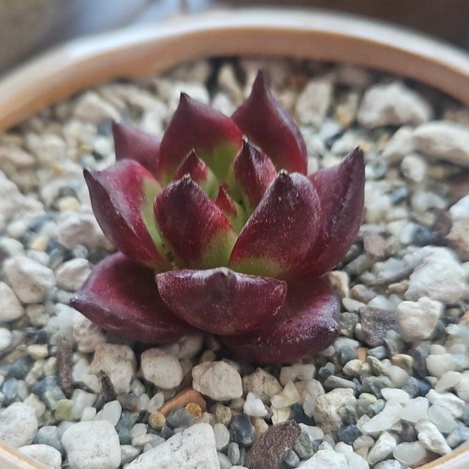 Photo of the plant species Red Ebony by @OrganicCosmo named Red Bby on Greg, the plant care app
