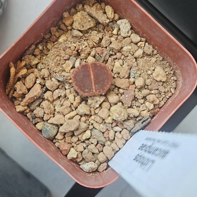 Photo of the plant species Living Stones by @OrganicCosmo named BrickButt on Greg, the plant care app
