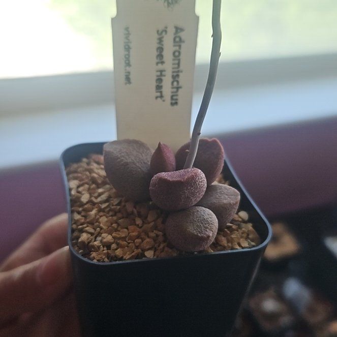 Photo of the plant species Assorted Adromischus by @OrganicCosmo named Sweetie on Greg, the plant care app