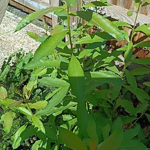 Photo of the plant species Willowleaf Meadowsweet by @ArtistePuka9 named Delilah on Greg, the plant care app