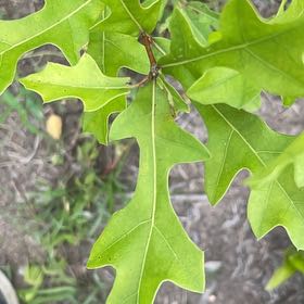 Photo of the plant species Pin Oak by @ChiefMoss55 named Sigmund on Greg, the plant care app