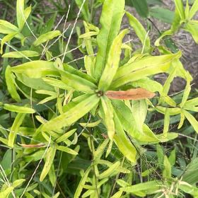 Photo of the plant species Willow Oak by @ChiefMoss55 named Elle on Greg, the plant care app