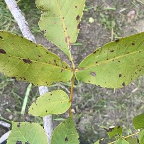 Photo of the plant species Carya Glabra by @ChiefMoss55 named Sherlock on Greg, the plant care app