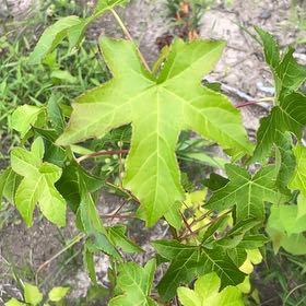 Photo of the plant species American Sweetgum by @ChiefMoss55 named Fernie Saunders on Greg, the plant care app