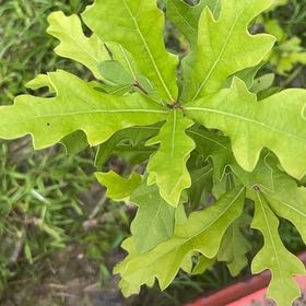Photo of the plant species English Oak by @ChiefMoss55 named Gobi on Greg, the plant care app