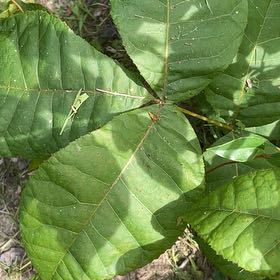 Photo of the plant species Carya Glabra by @ChiefMoss55 named Austen on Greg, the plant care app