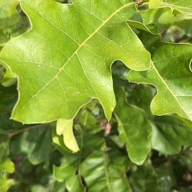 Photo of the plant species Swamp White Oak by @ChiefMoss55 named Hemingway on Greg, the plant care app