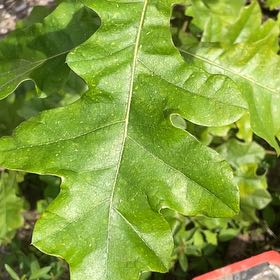 Photo of the plant species English Oak by @ChiefMoss55 named Figyonce on Greg, the plant care app