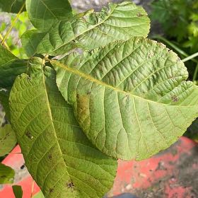 Photo of the plant species Persian Walnut by @ChiefMoss55 named Ronaldo on Greg, the plant care app