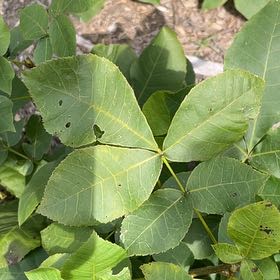 Photo of the plant species Black Hickory by @ChiefMoss55 named Harper on Greg, the plant care app