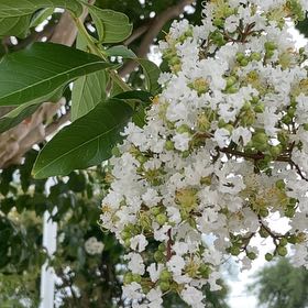 Photo of the plant species Lagerstroemia Indica by @ChiefMoss55 named Aria on Greg, the plant care app