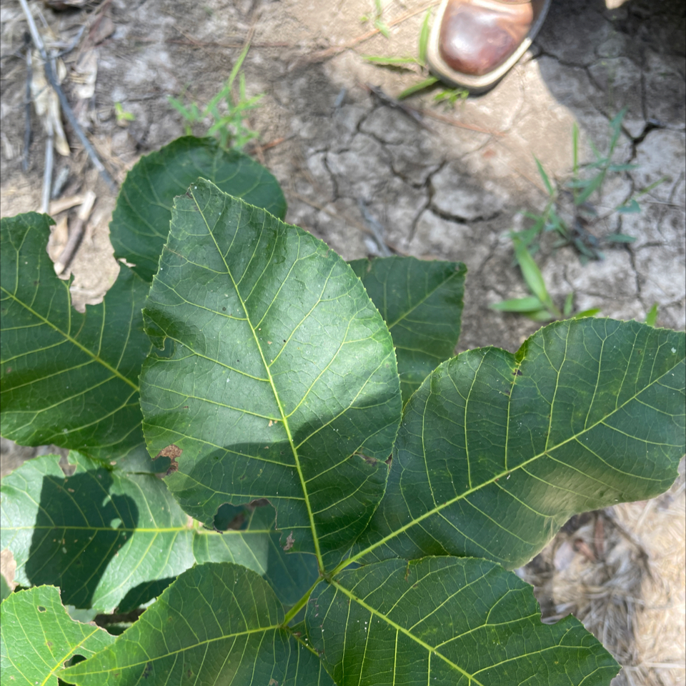 Photo of the plant species Shagbark Hickory by @ChiefMoss55 named Fernie Mercury on Greg, the plant care app