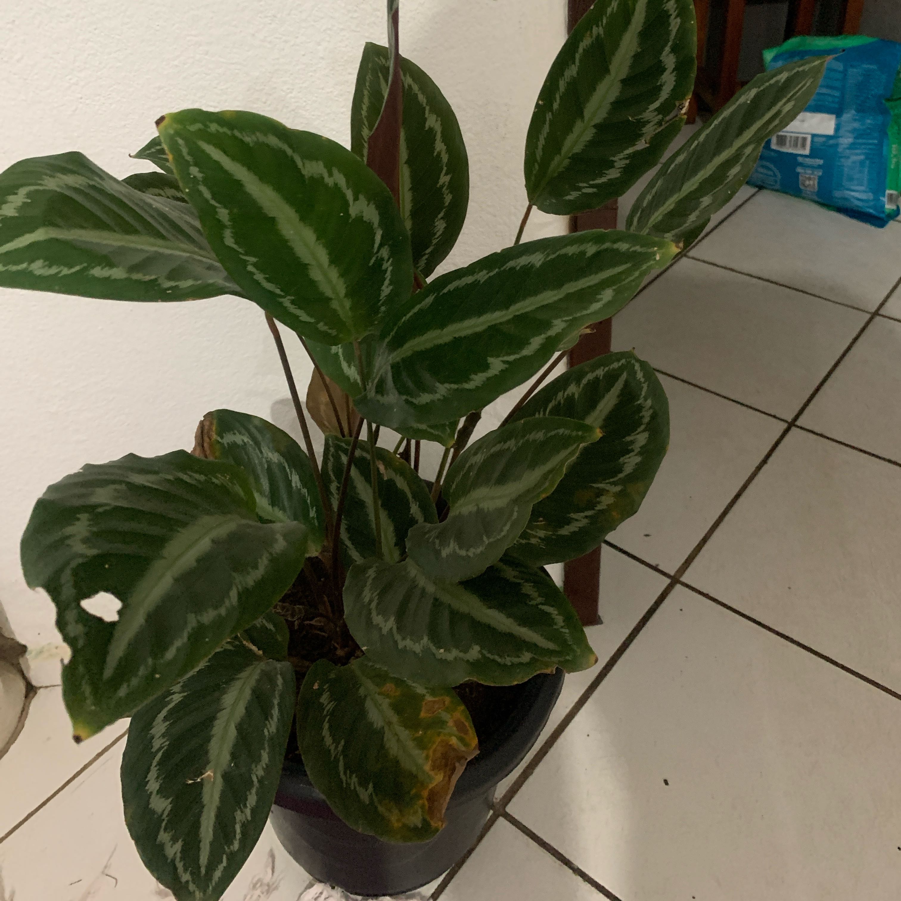 Photo of the plant species Calathea picturata 'Argentea' by @ManyPeyote64 named Argenta on Greg, the plant care app