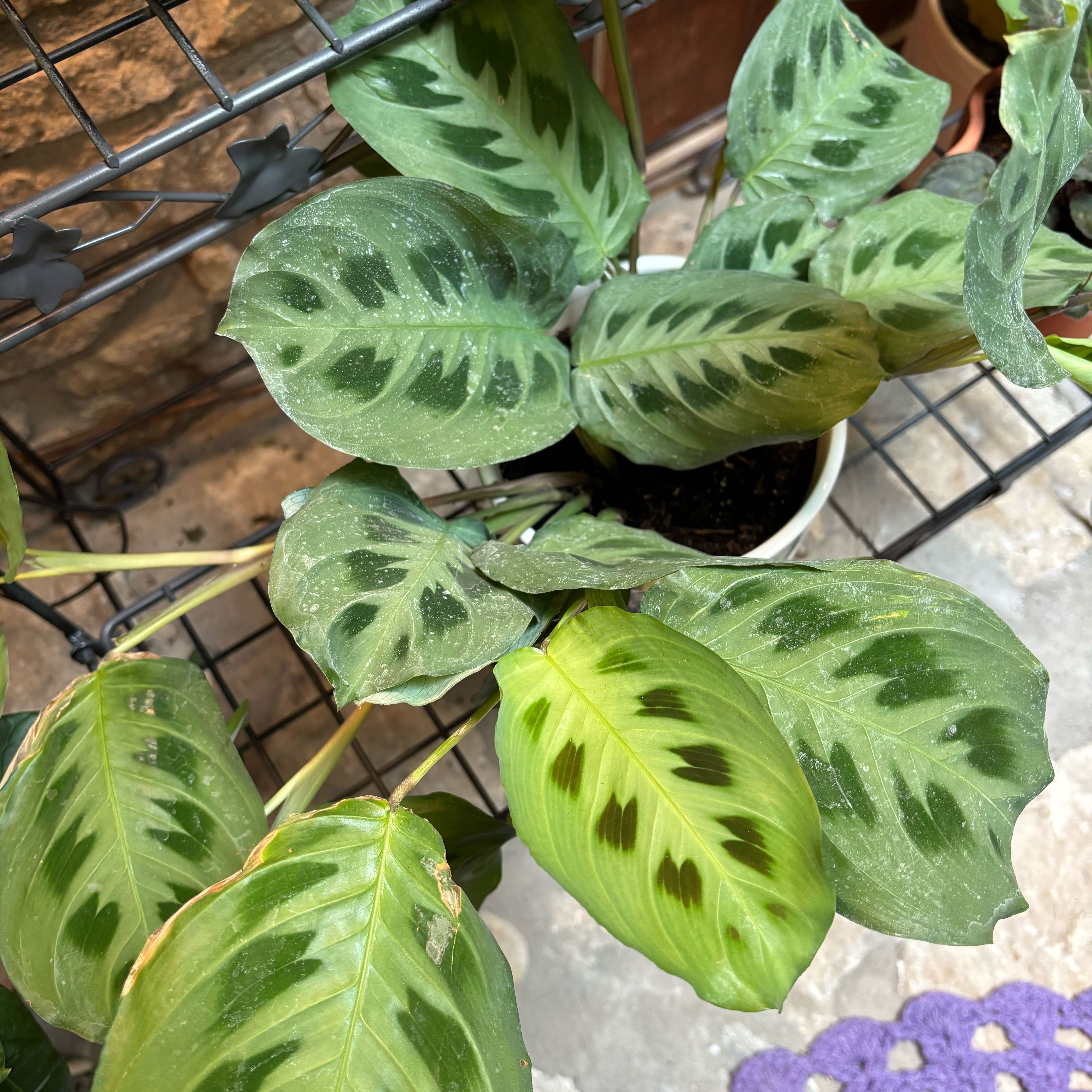 Photo of the plant species Rabbit Tracks by @xlauruuhhx named Eva on Greg, the plant care app