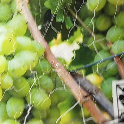 Photo of the plant species Marquis Grape by @GleefulNapaea56 named Aristotle on Greg, the plant care app