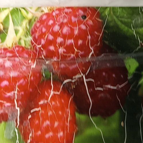 Photo of the plant species Latham Raspberry by @GleefulNapaea56 named Zeus on Greg, the plant care app