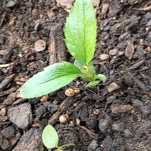 Photo of the plant species Red Delicious Apple by @GleefulNapaea56 named Fernie Mercury on Greg, the plant care app